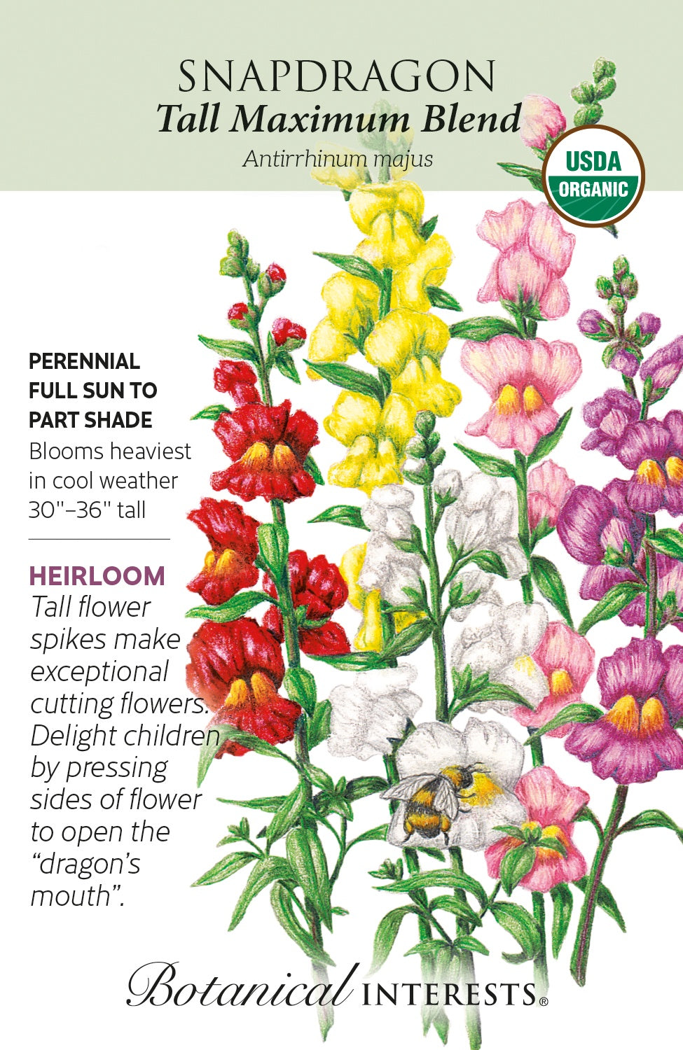 Snapdragon 'Tall Maximum Blend' - Botanical Interests® - Organic