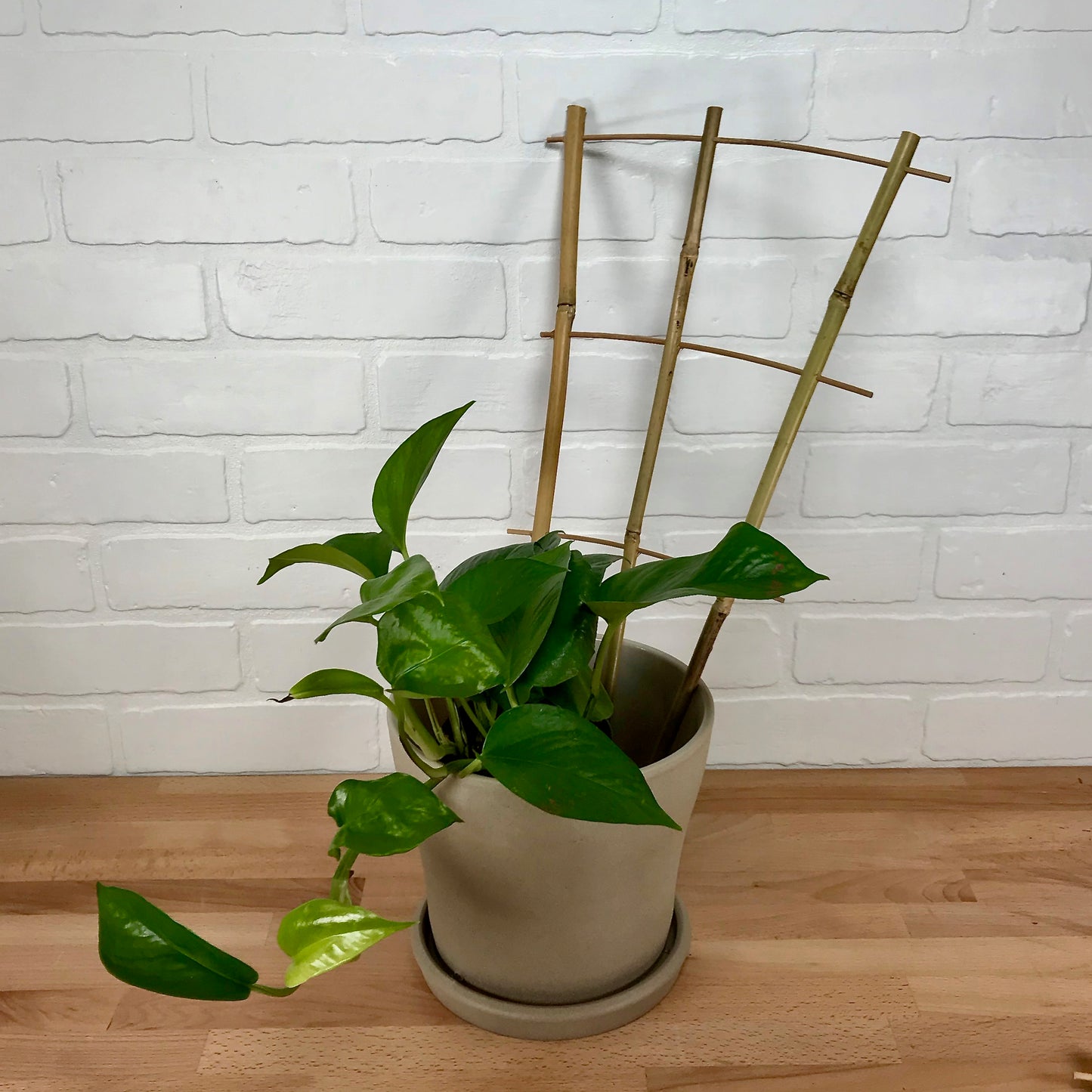 Natural Bamboo Fan Trellis - 18in