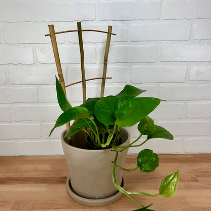 Natural Bamboo Fan Trellis - 18in