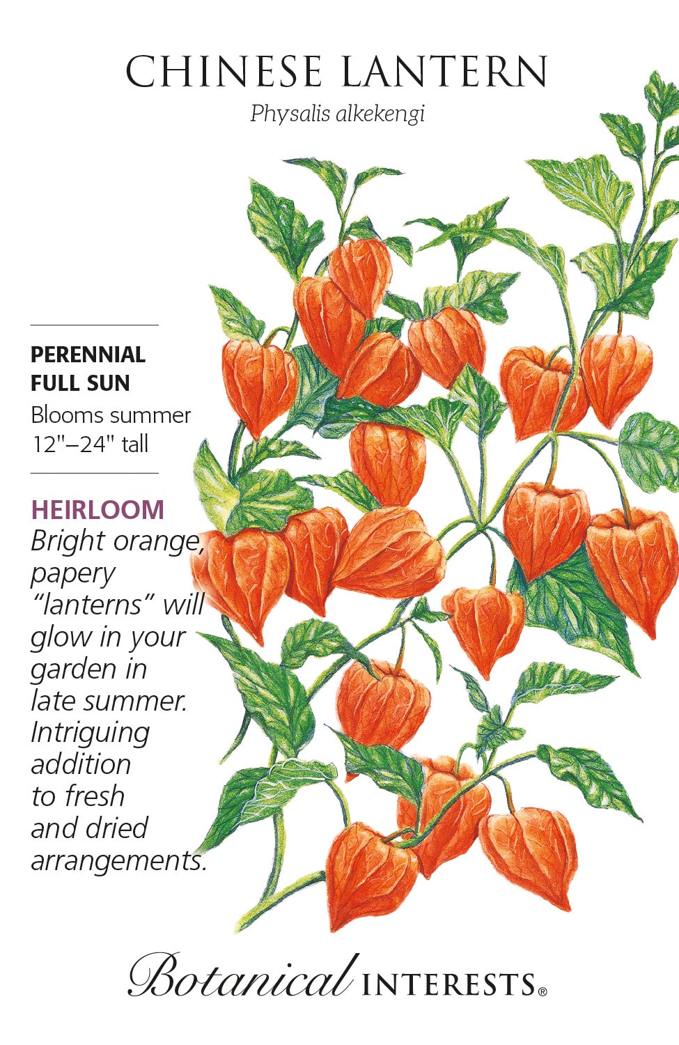 Chinese Lantern - Botanical Interests®