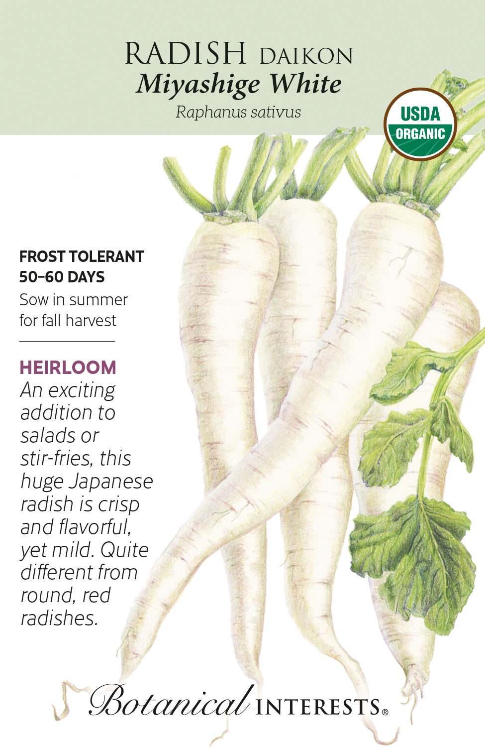 Radish (Daikon) 'Miyashige White' - Botanical Interests® - Organic