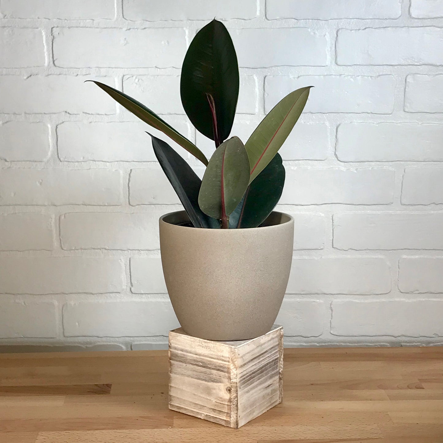 Ficus Robusta 'Burgundy' - 6in -  LB