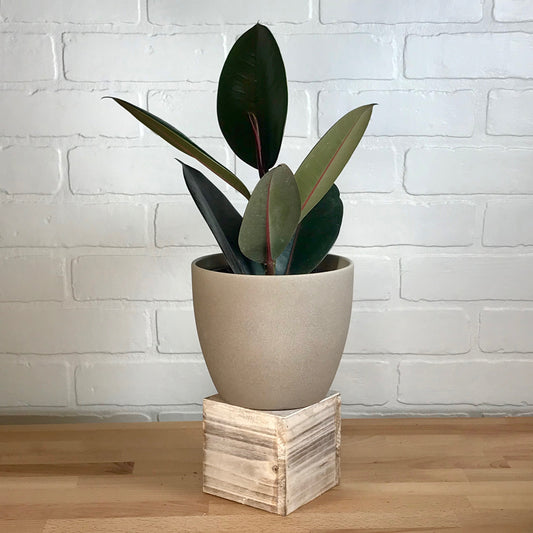 Ficus Robusta 'Burgundy' - 6in -  LB