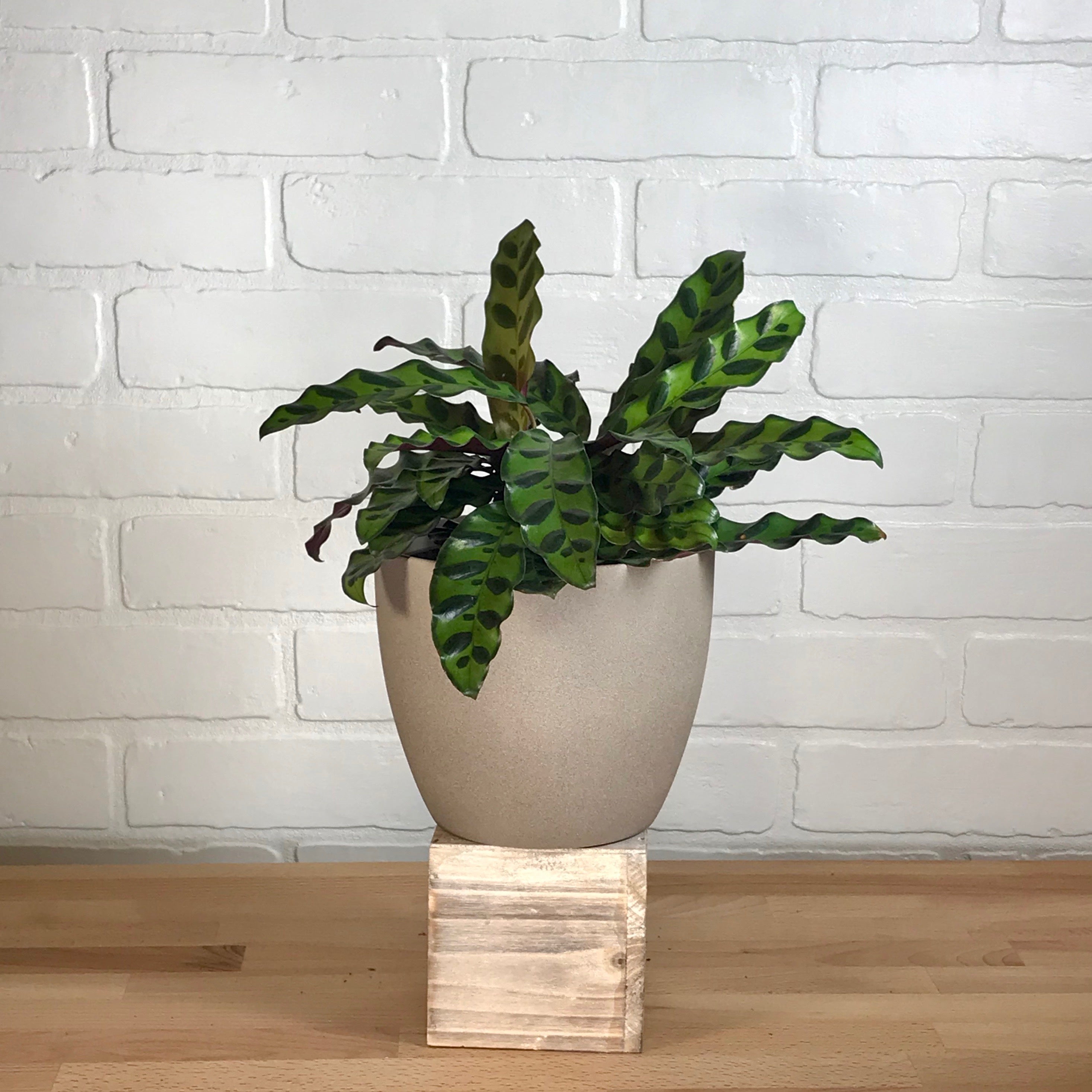 Calathea lancifolia - LB 4"
