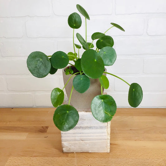 Pilea Peperomioides - 4in - LB