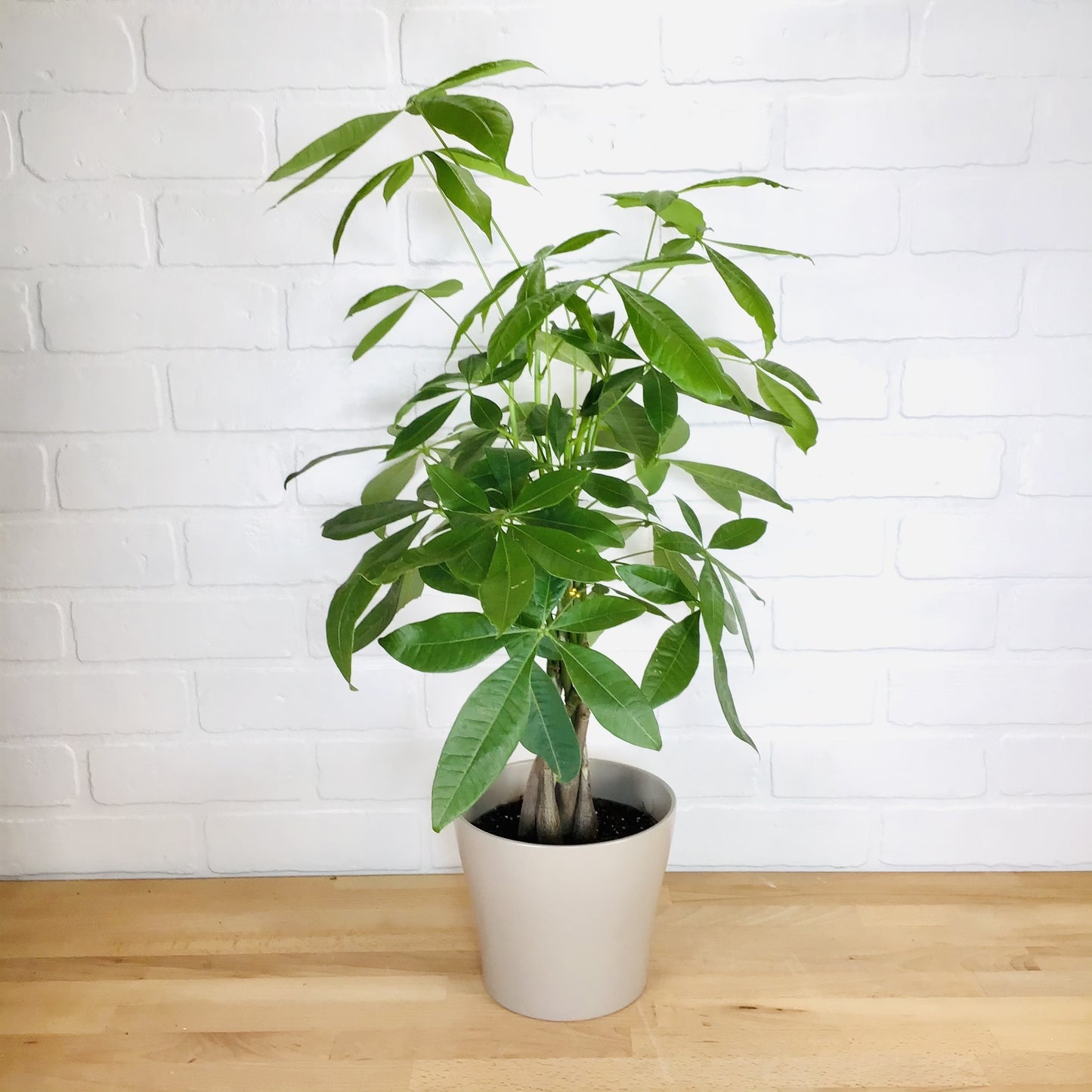 Money Tree Braid - 6in - LB