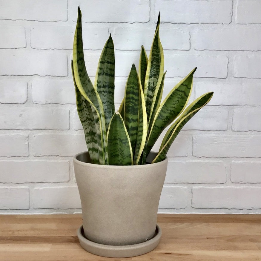 Sansevieria Laurenti - 6in - LB