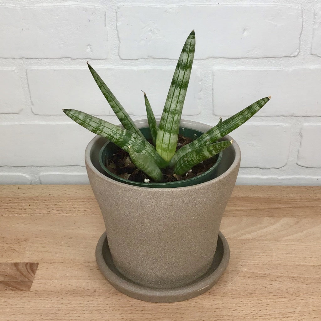 Sansevieria Starfish  - 4in  - LB