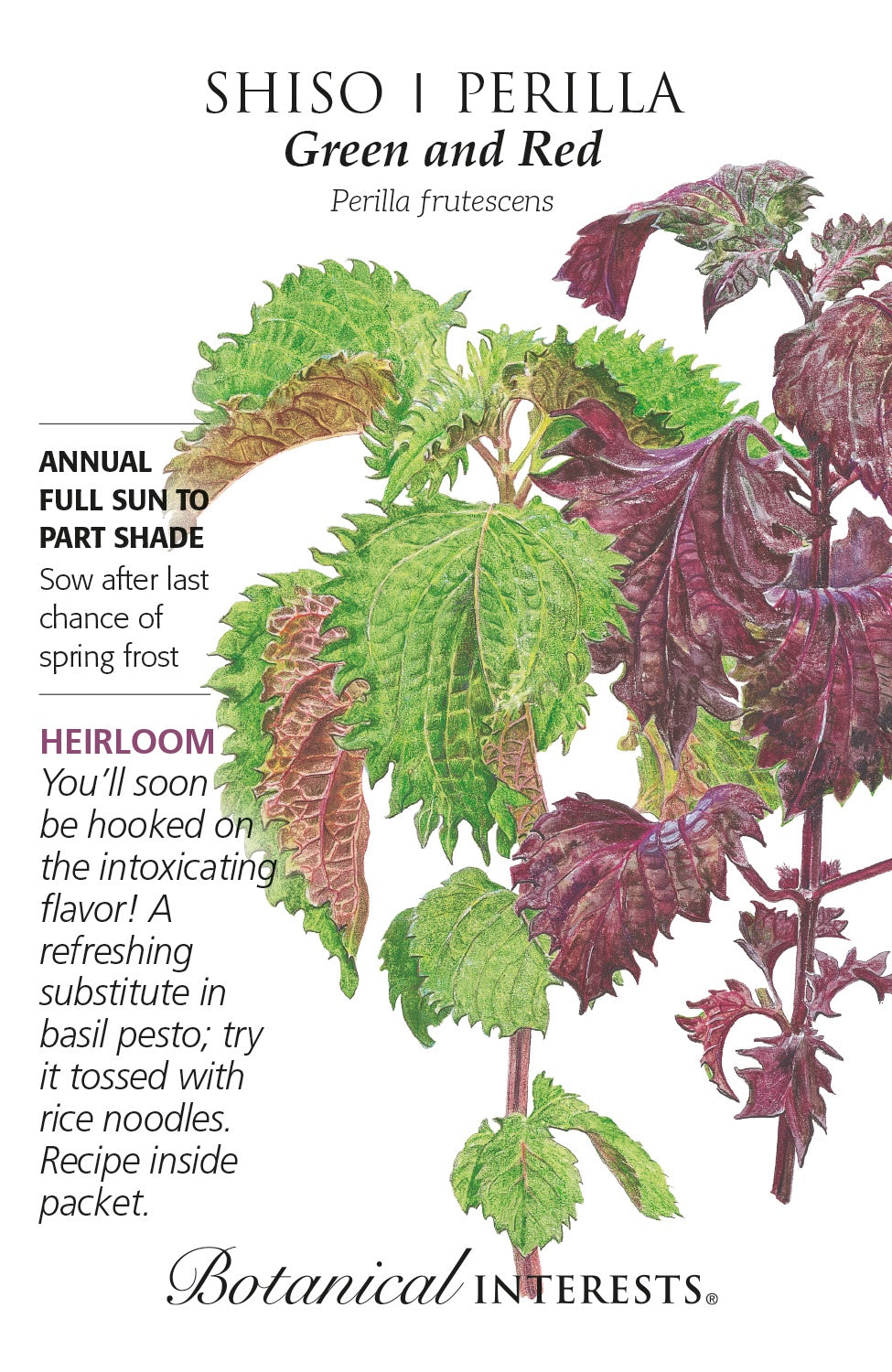 Shiso/Perilla 'Green and Red' - Botanical Interests®