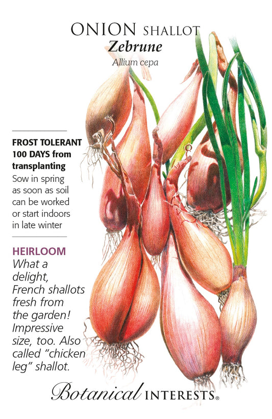 Onion (Shallot) 'Zebrune' - Botanical Interests®