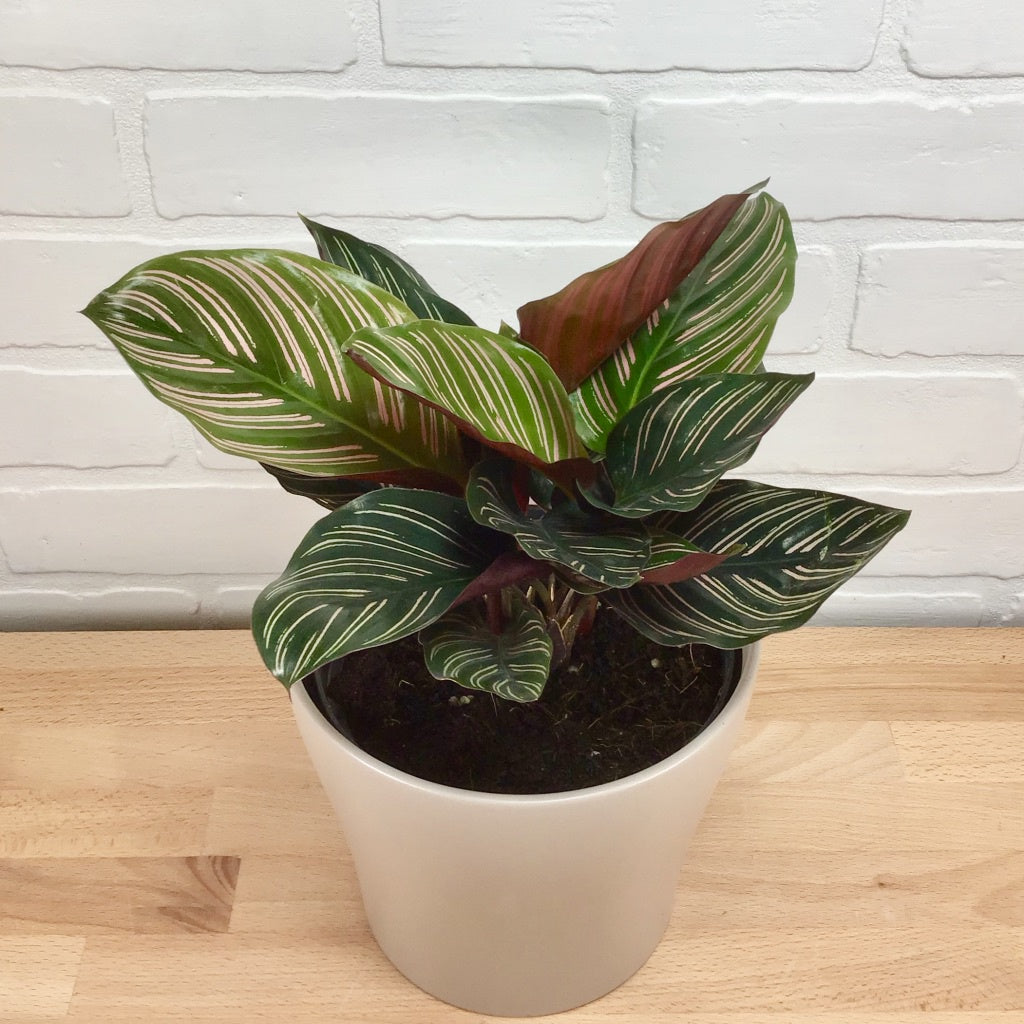 Calathea Ornata - 6in - LB