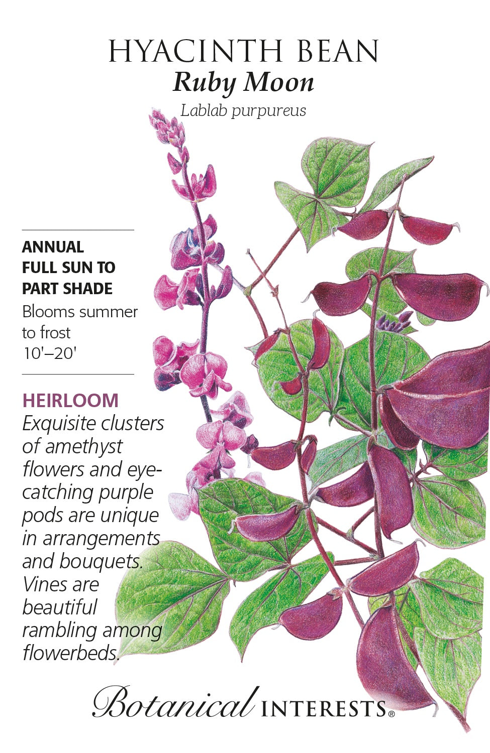 Hyacinth Bean 'Ruby Moon' - Botanical Interests®