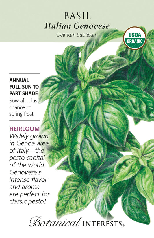 Basil 'Italian Genovese' - Botanical Interest® - Organic