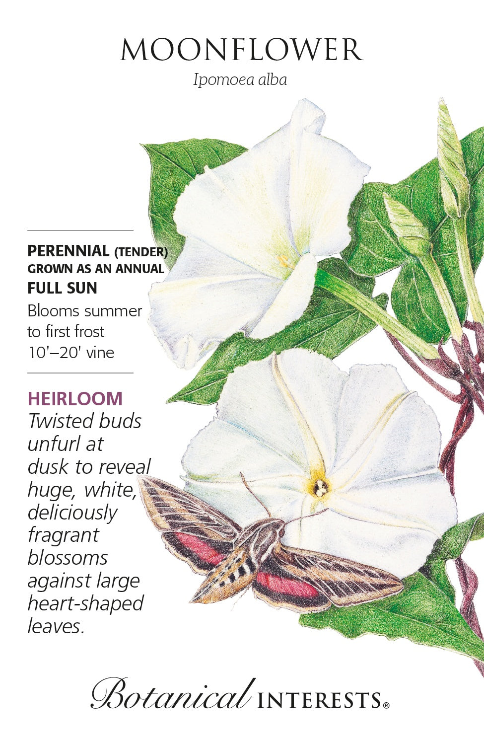 Moonflower - Botanical Interests®