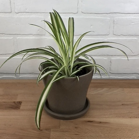 Spider Plant 4in - LB