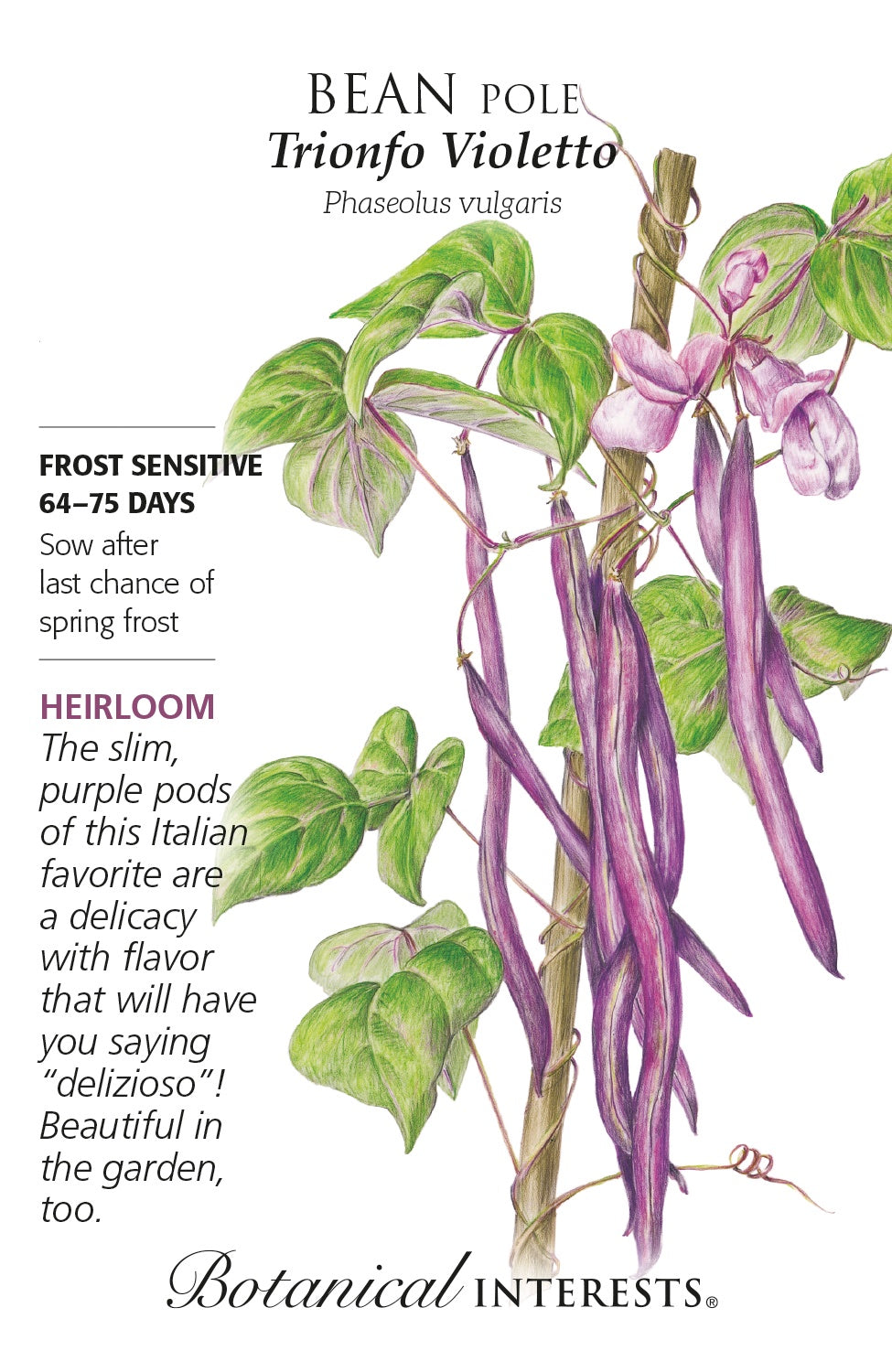 Bean (Pole) 'Trionfo Violetto' - Botanical Interests®