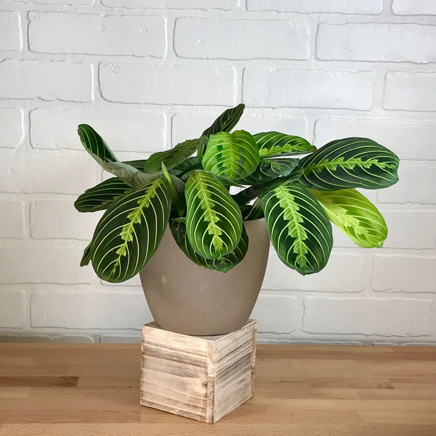 Maranta 'Lemon Lime' - 6in - LB