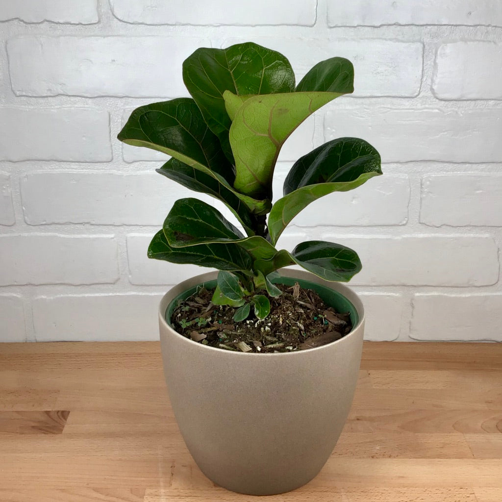 Ficus Lyrata "Lil Bambino" 6in LB