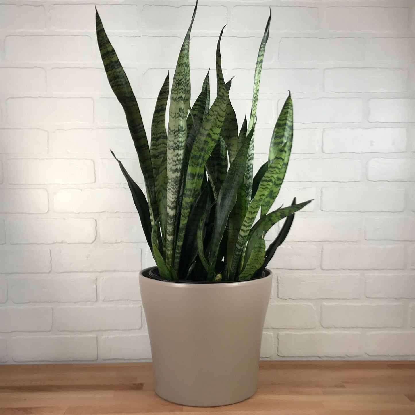 Sansevieria zeylanica - 8in - LB