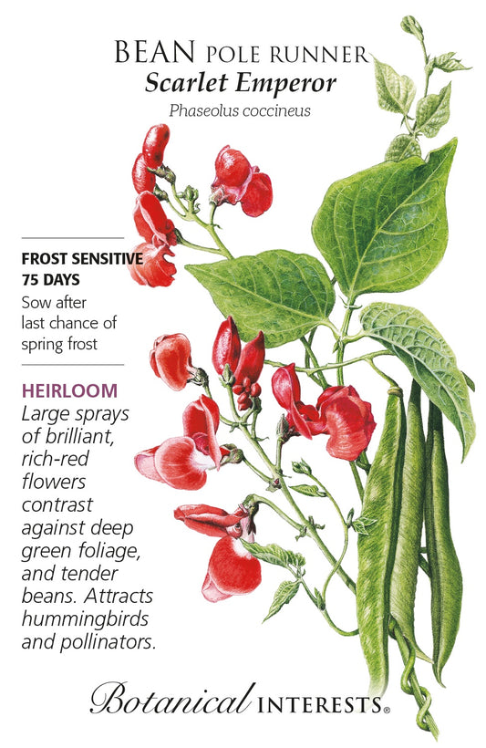Bean (Pole Runner) 'Scarlet Emperor' - Botanical Interests®