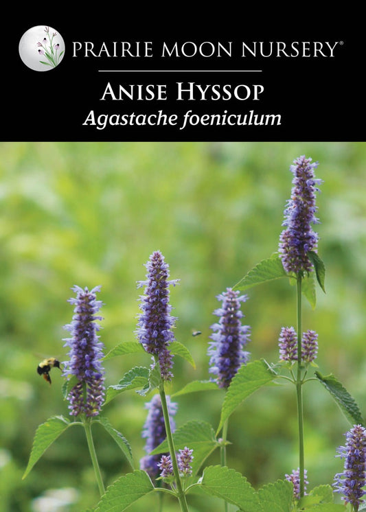 Anise Hyssop (Agastache foeniculum) Seeds - Prairie Moon Nursery