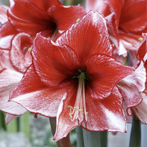 Bulb - Amaryllis 'Charisma' 34/36