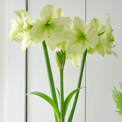 Bulb - Amaryllis 'Fantasy' 30/32