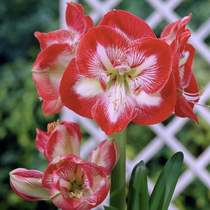 Bulb - Amaryllis 'Mambo' 34/36