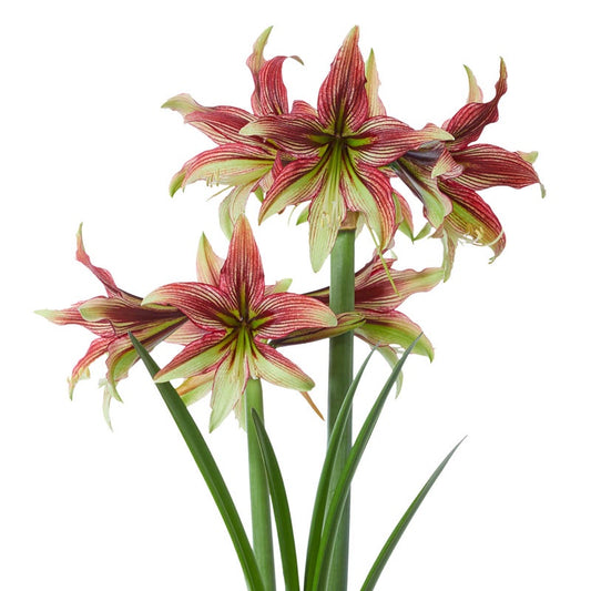 Bulb - Amaryllis 'Mystica' 34/36