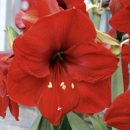 Bulb - Amaryllis 'Red Lion' 34/36