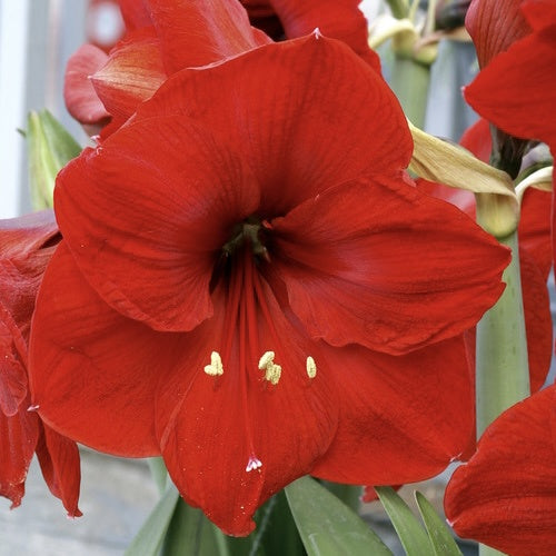 Bulb - Amaryllis 'Red Lion' 34/36