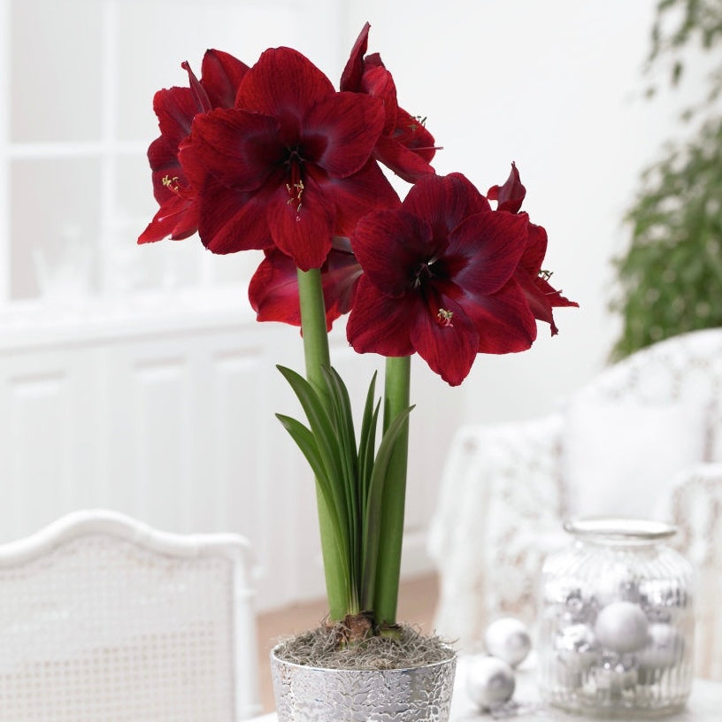 Bulb - Amaryllis 'Black Pearl' 34/36