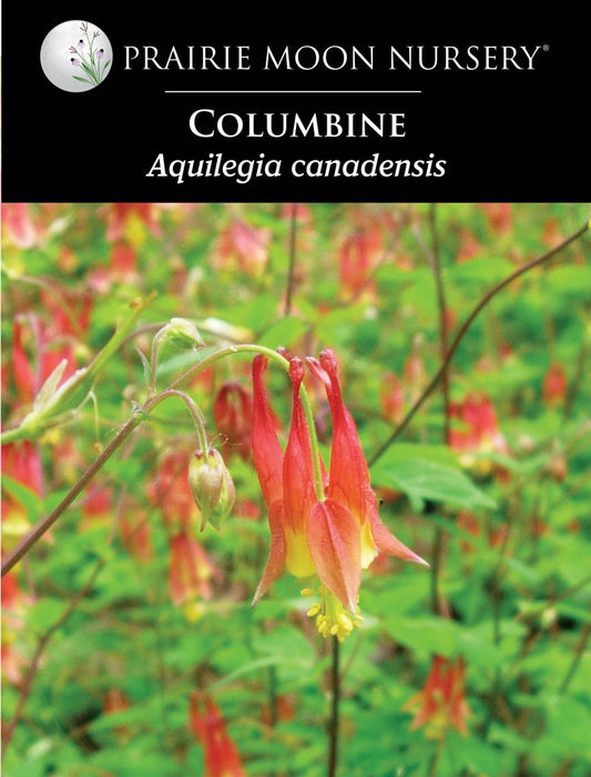 Columbine (Aquilegia canadensis) Seeds - Prairie Moon Nursery (L2L)