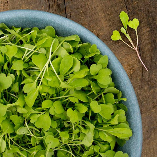 Microgreen Seeds 'Arugula' - High Mowing Organic Seeds - 3oz