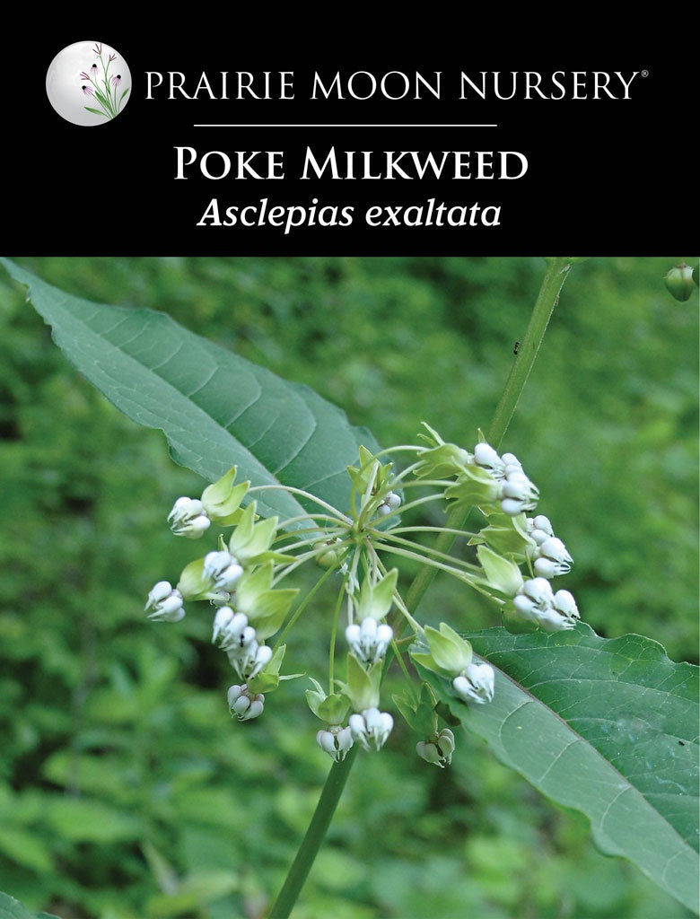 Poke Milkweed (Asclepias exaltata) Seeds - Prairie Moon Nursery (L2L)