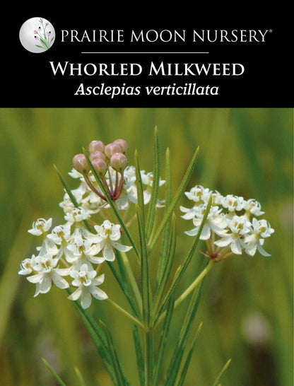 Whorled Milkweed (Asclepias verticillata) Seeds - Prairie Moon Nursery (L2L)