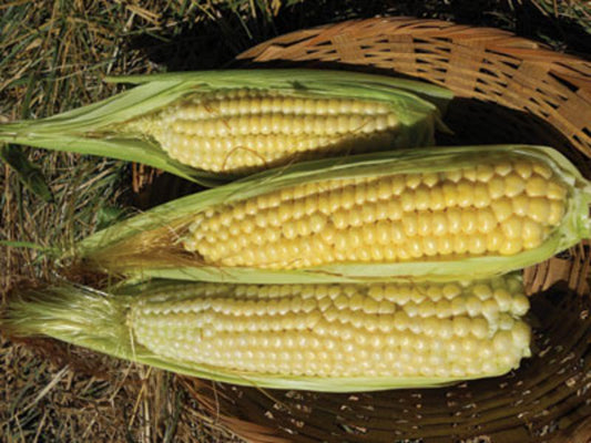 Corn (Sweet) 'Ashworth' - Southern Exposure Seed Exchange - Organic