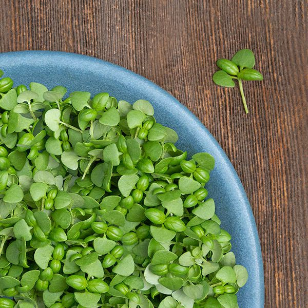 Microgreen Seeds 'Basil' - High Mowing - 3oz