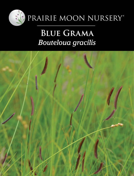 Blue Grama (Bouteloua gracilis) Seeds - Prairie Moon Nursery (L2L)