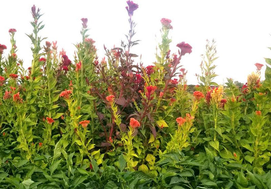 Celosia 'Tall Menagerie Mix' - Southern Exposure Seed Exchange - Organic