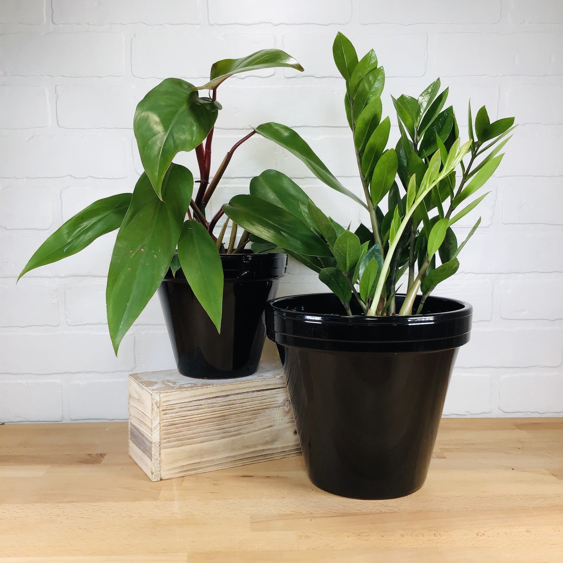 black glazed plant pots Ceramo Glazed Standard Pot