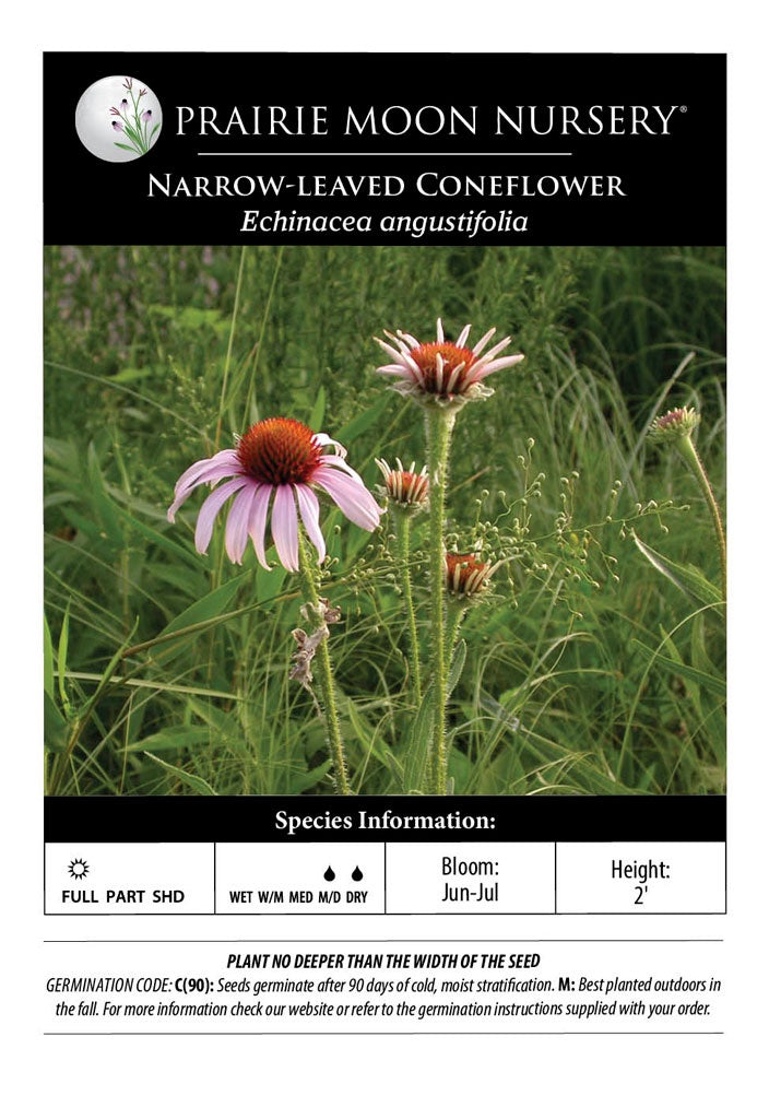 Narrow-leaved Coneflower (Echinacea Angustifolia) Seeds - Prairie Moon Nursery (L2L)