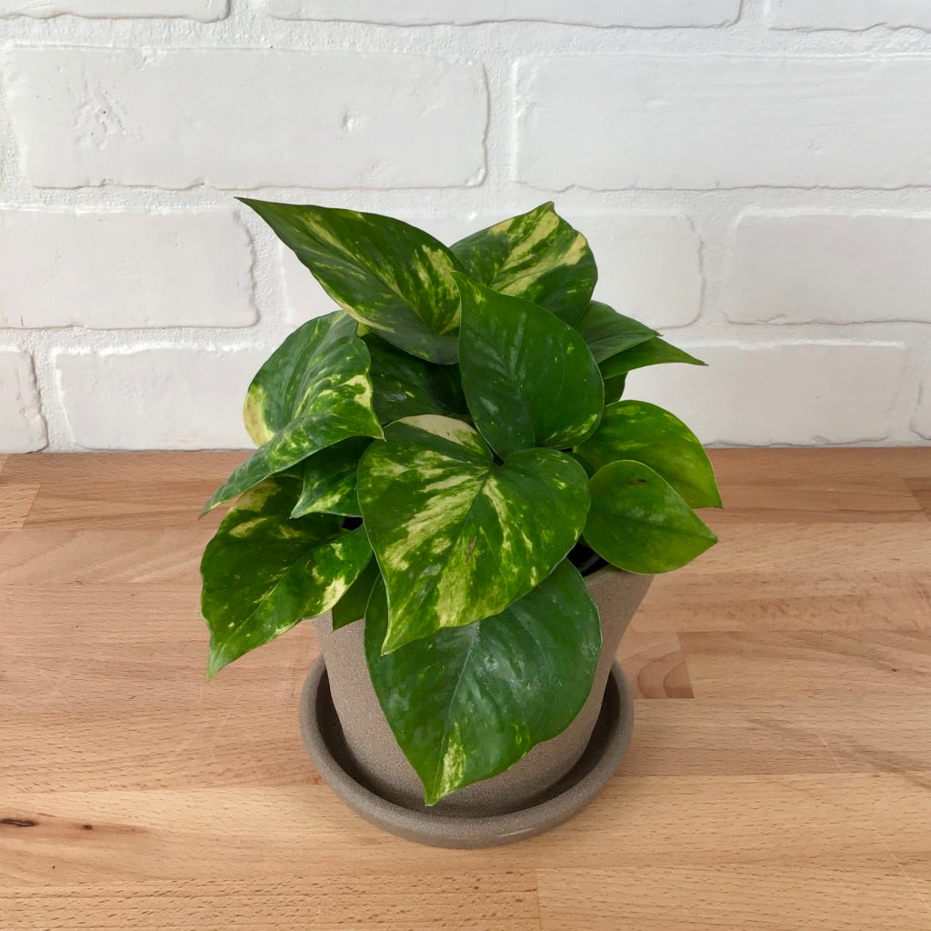 Pothos - 4in - LB