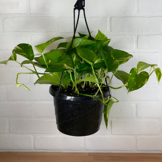 Hanging Basket - Pothos 'Golden' - 8in - LB
