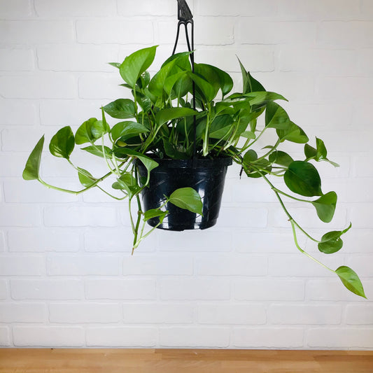 Hanging Basket - Pothos 'Jade' - 8in - LB