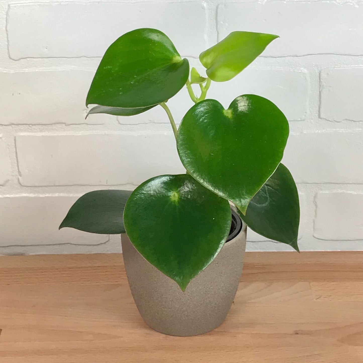 Peperomia Raindrop- 4in - LB
