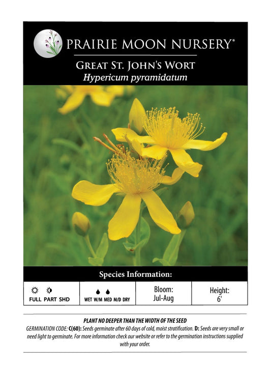 Great St. John's Wort (Hypericum pyramidatum) Seeds - Prairie Moon Nursery (L2L)