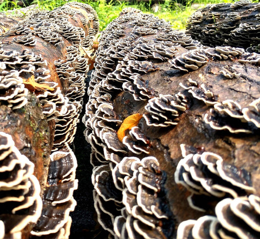 Mushroom Log Kit- Turkey Tail