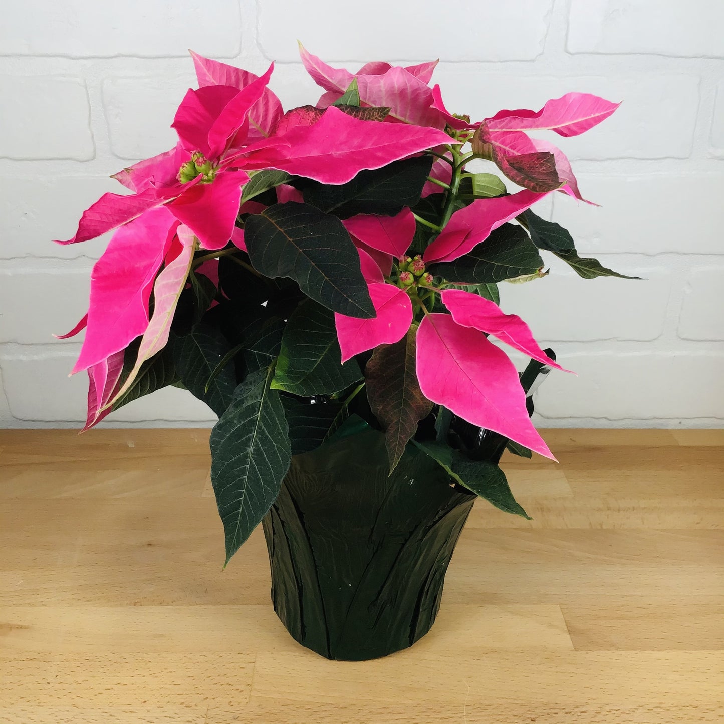 Poinsettia - Small 4.5in - J'Dore Dark Pink