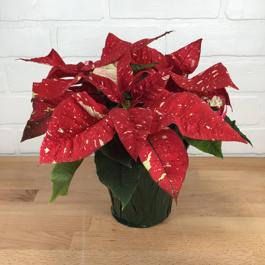 Poinsettia - Small 4.5in - 'Jingle Bells'